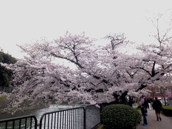 Cherry blossoms in spring