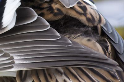 Close-up of bird