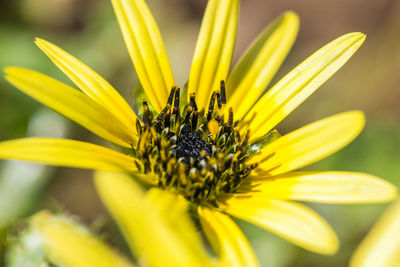 A yellow flower, shot with macro lens