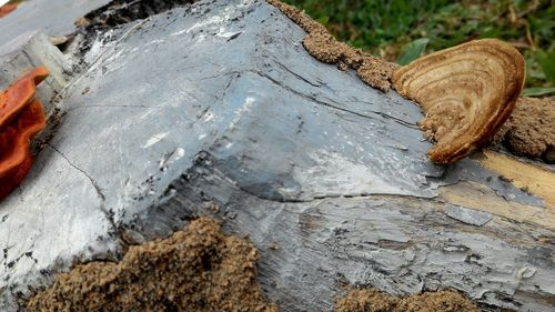 Close-up of log on log