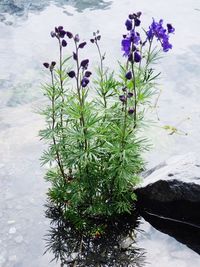 Close-up of plant against water