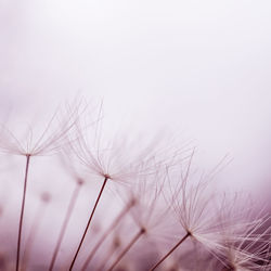 Close-up of dandelion against sky