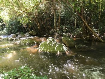 Ducks swimming on rock in water