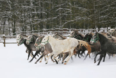 Herd of mares