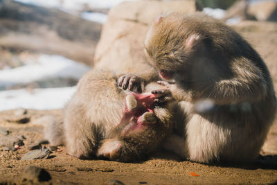 Monkey on the ground