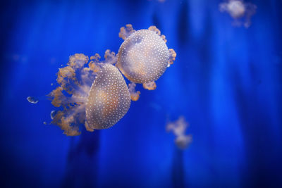 Close-up of jellyfish swimming in sea