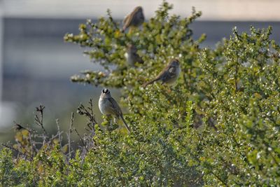 Bird perching on a tree