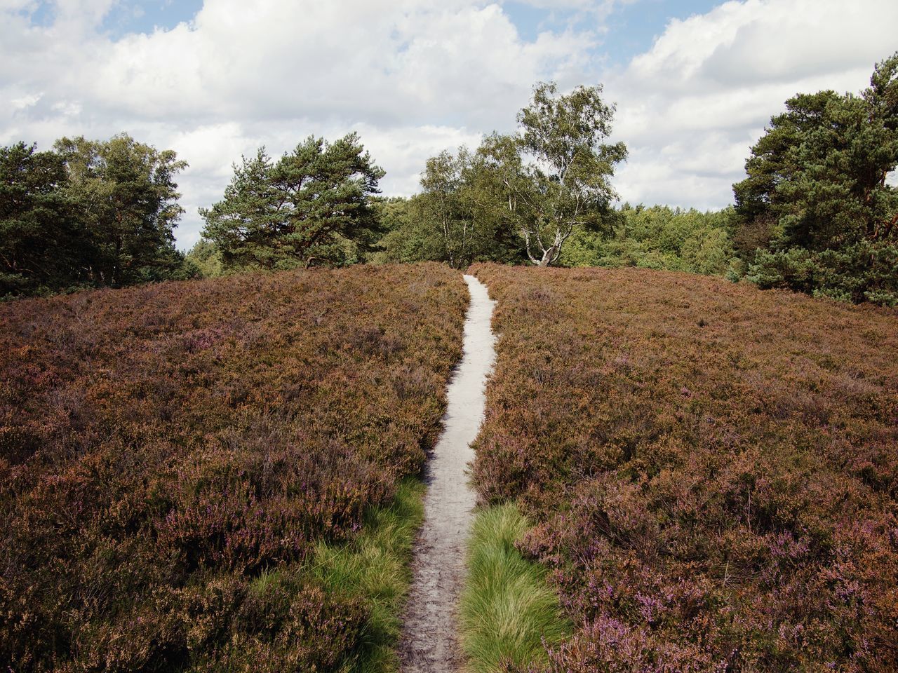 Lueneburger heide