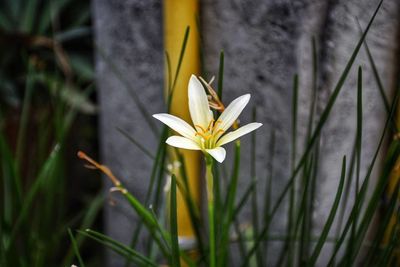 Close-up of yellow crocus flower