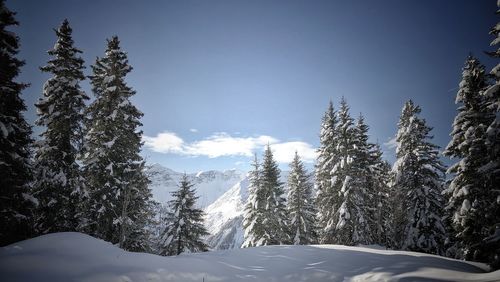 Snow covered pine trees against sky