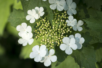 Close-up of white flowering plants