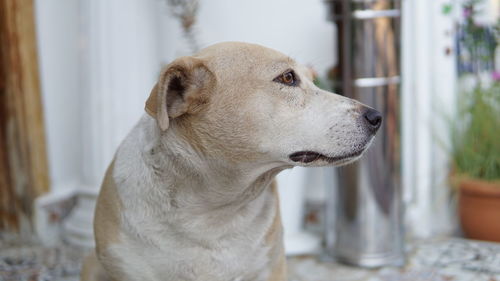 Close-up of a dog looking away