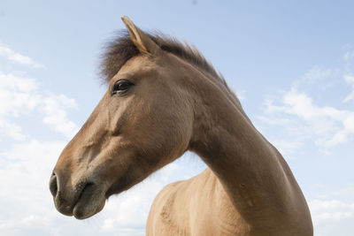 Close-up of horse against sky