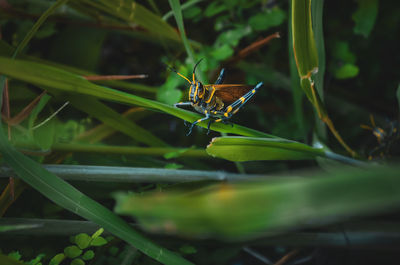 Close-up of butterfly on leaf