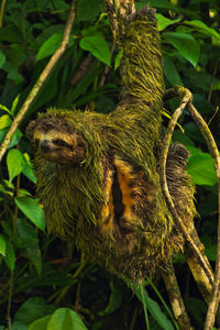 Male sloth on a tree branch in a national park of costa rica