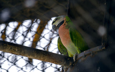 Low angle view of parrot perching on branch