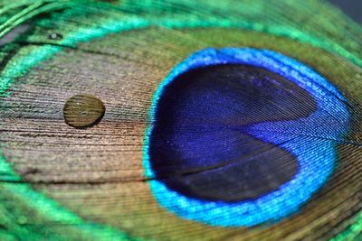 Close-up of peacock feathers