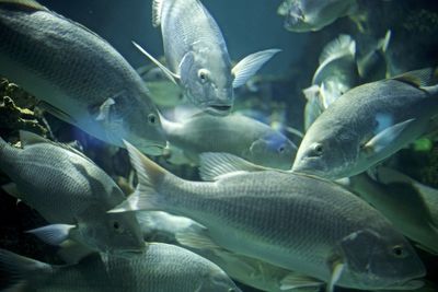 Fish swimming in sea