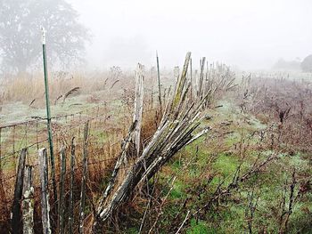 Plants growing on field