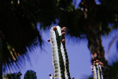 Close-up of purple flowering plant against blue sky