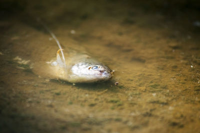 High angle view of frog in water