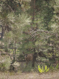 Sheep in forest