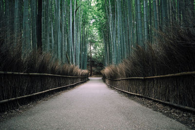 Narrow pathway along trees in the forest