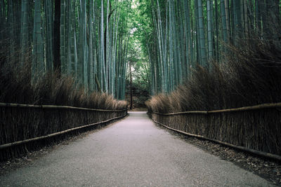 Trees along empty footpath in the forest