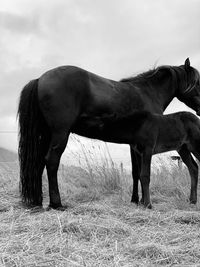 View of horse on field against sky