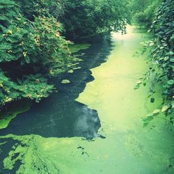 Reflection of trees in water