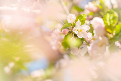 Close-up of cherry blossom on tree