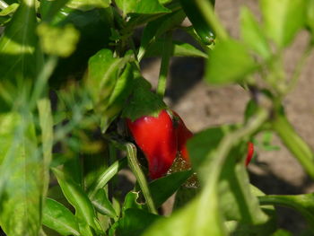 Close-up of strawberry growing on plant