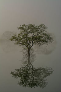 Digital composite image of tree against sky