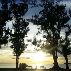 Silhouette trees on beach against sky during sunset