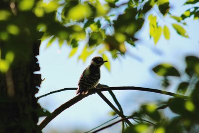 Low angle view of bird perching on branch