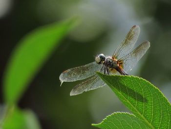 Close-up of insect on plant