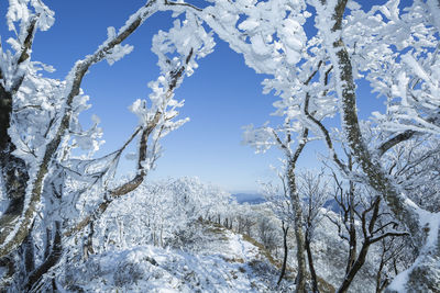 Low angle view of frozen trees against blue sky