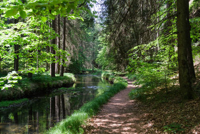 Footpath amidst trees in forest