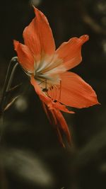 Close-up of orange lily flower