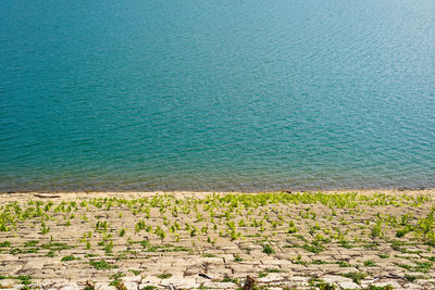 High angle view of plants on beach