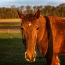 Horse in ranch