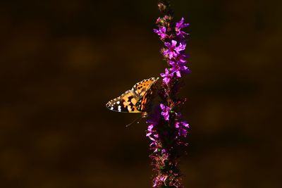Close-up of butterfly on purple flower