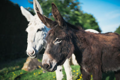 Portrait of donkeys