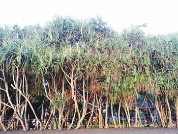 Plants and trees on field against clear sky