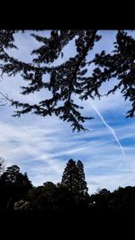 Low angle view of silhouette trees against sky