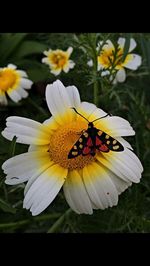 Close-up of bee pollinating on yellow flower