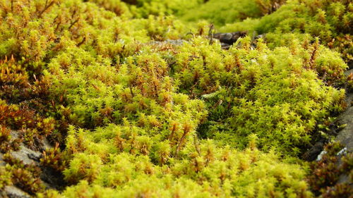 View of trees in the forest