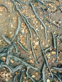 High angle view of tree roots on field