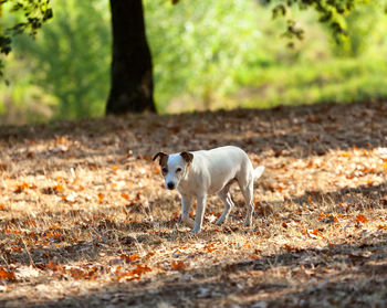 Adorable jack russell terrier in autumn.