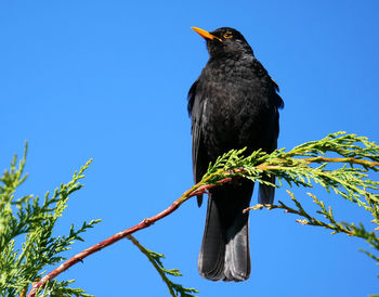 Low angle view of bird perching on branch against blue sky